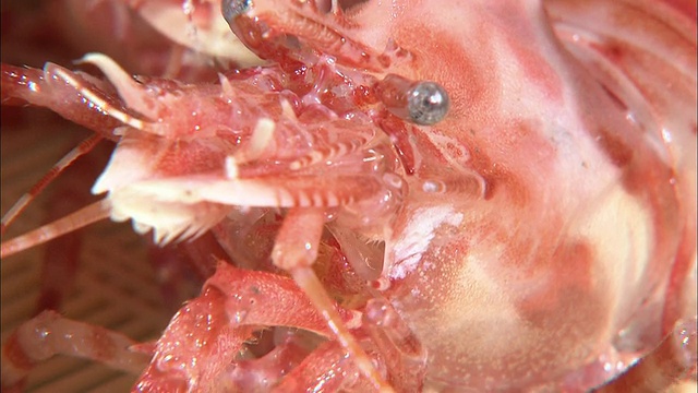 一只活虾在柳条盘上移动。视频下载