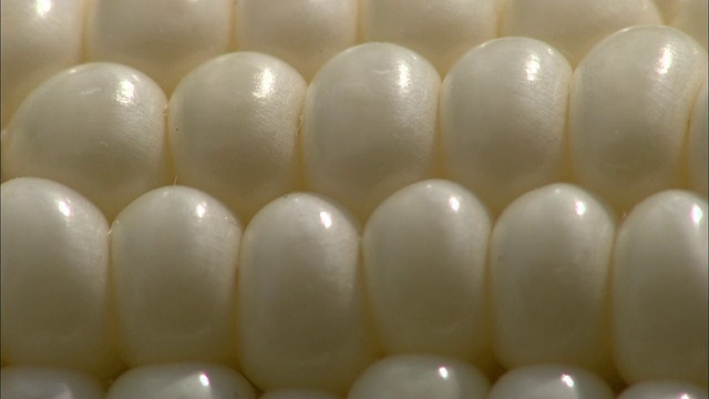 白色的甜玉米粒粘在玉米芯上。视频下载