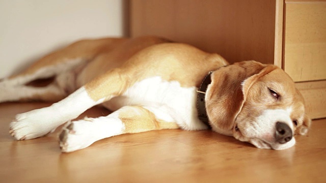 睡觉的小猎犬不喜欢在打盹时被打扰视频素材