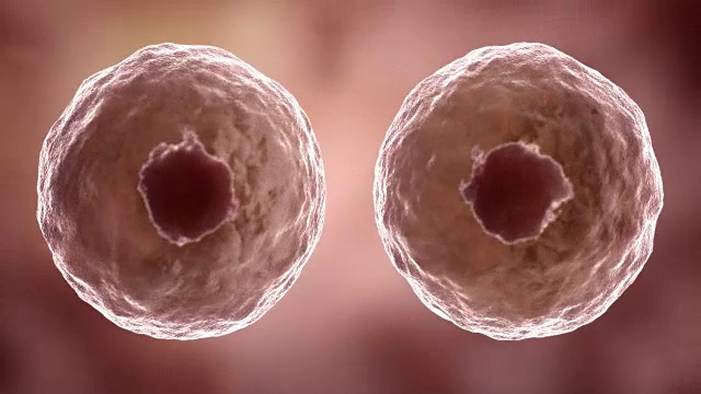细胞分裂的动画。高清视频素材