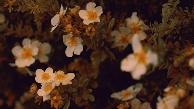 镜头拍摄的是白金蕨麻的动态花朵视频素材