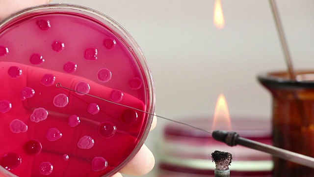 微生物学家与燃烧器和培养皿在实验室工作视频下载