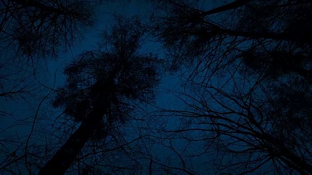 在大树下的黑暗中移动视频素材