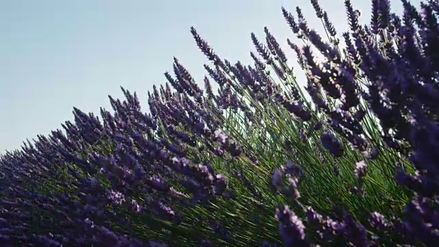 近距离慢镜头:阳光透过在风中摇曳的薰衣草花朵照耀视频素材