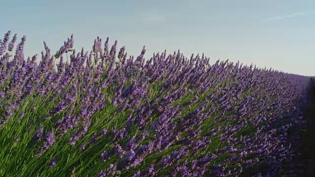 近距离观察:在法国阳光明媚的夏天，美丽的薰衣草盛开在无边无际的紫罗兰地里视频素材