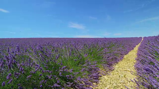 在法国普罗旺斯阳光明媚的夏天，一排排美丽的紫罗兰薰衣草田视频素材