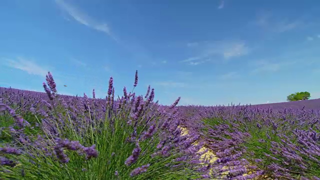 近距离观察:在阳光明媚的法国，一望无际的紫色薰衣草盛开在湛蓝的天空下视频素材