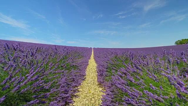 无穷无尽的紫色薰衣草盛开在阳光明媚的春天视频素材