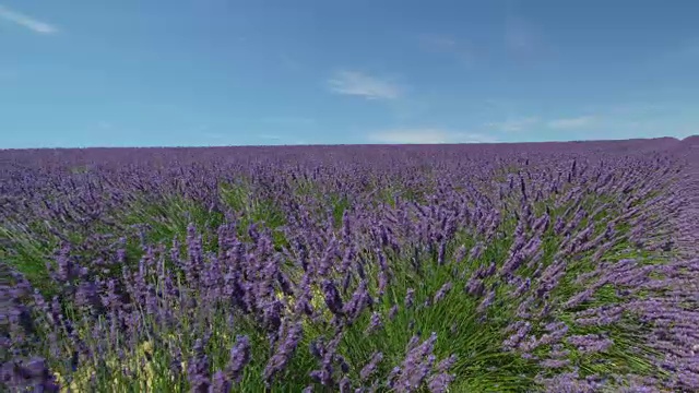 在阳光明媚的春天，无边无际的紫罗兰和薰衣草盛开在法国视频素材