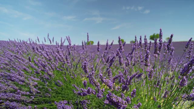 特写:美丽的紫色薰衣草盛开在阳光明媚的春天在法国视频素材