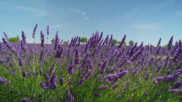 特写:薰衣草盛开在阳光明媚的普罗旺斯，法国视频素材