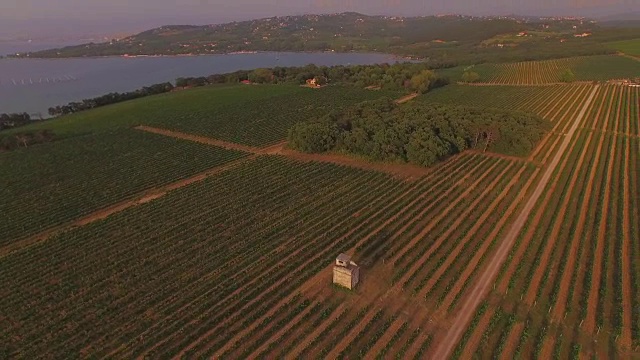 航拍:日落时海边巨大的葡萄园视频素材