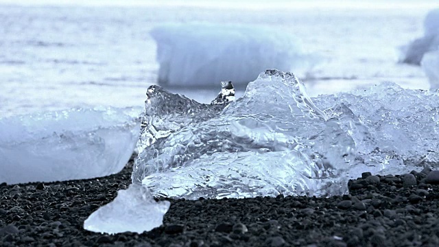 海豹在冰岛视频下载