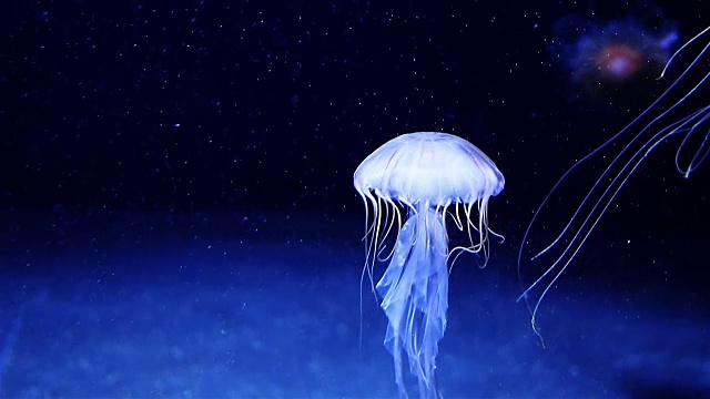 蓝色发光水母在深蓝色的水中移动。视频素材