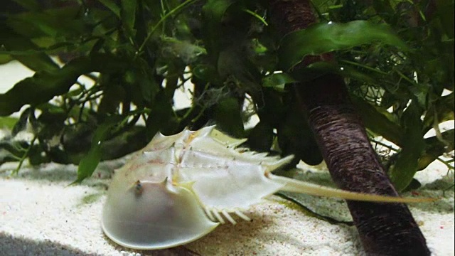 大西洋马蹄蟹，鲎，是一种海洋螯肢节肢动物。视频素材