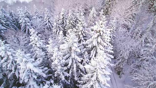 空中拍摄的高大的松树在雪视频素材