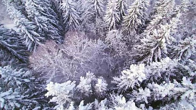 空中拍摄的白色森林视频素材