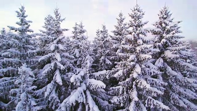 冬天白色的松树视频素材