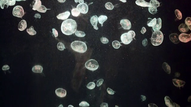 水下水母视频素材