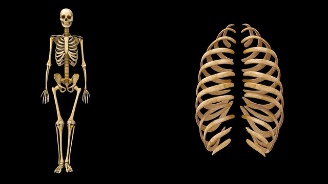 Сколько ребер у человека мужчины и женщины. Ребра человека. Скелет ребра. Ребра женского и мужского скелета.