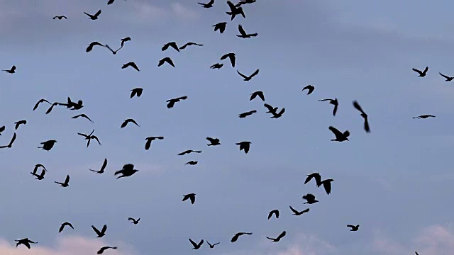 大鸟群。一群鸟迎着天空飞翔。逐渐增加鸟类的数量视频素材
