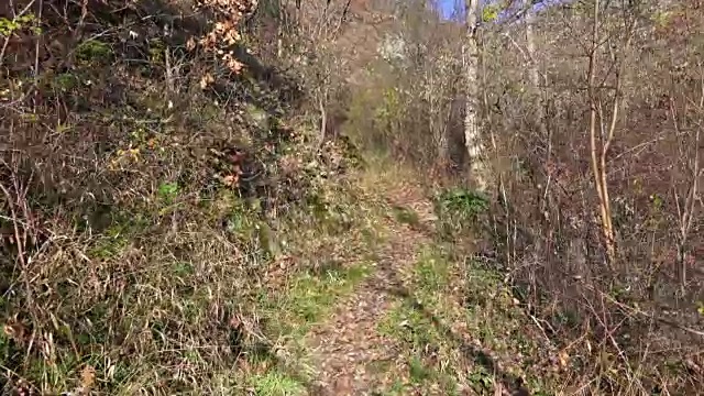 在森林里的小路上行走的个人视角视频素材