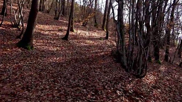 在森林里的小路上行走的个人视角。稳定器拍摄股票视频视频素材