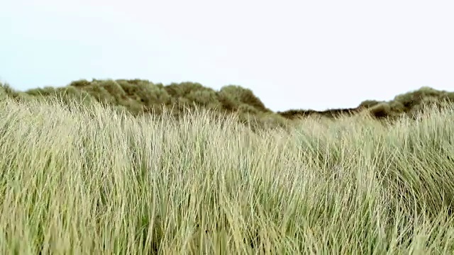 暴风雨海滩上的沙丘视频素材