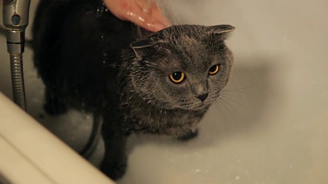 可爱的猫在浴缸下淋浴。低角度的女人们抱着小猫咪在淋浴间下给他洗澡。猫不恐慌。英国品种视频素材