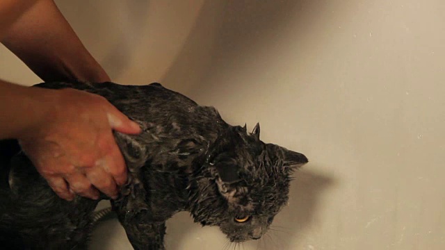 可爱的猫在浴缸下淋浴。低角度的女人们抱着小猫咪在淋浴间下给他洗澡。英国品种视频素材