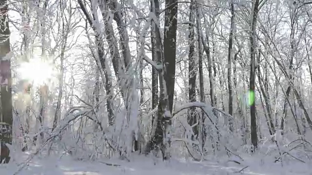 在冬天的森林里穿过覆盖着积雪的树木视频素材