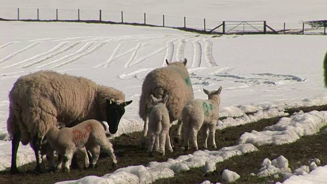 雪地里的绵羊和羊羔视频下载