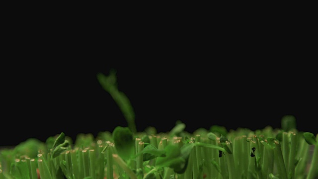 发芽植物时间流逝视频素材