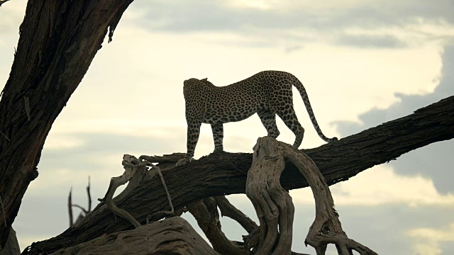 肯尼亚桑布鲁国家公园树枝上的豹子视频下载