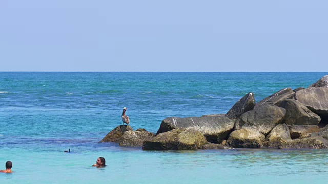 美国迈阿密海滩日海洋游客游泳鹈鹕4k佛罗里达视频素材