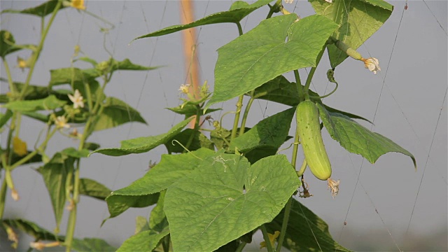 新鲜黄瓜在藤在蔬菜园，泰国。视频下载
