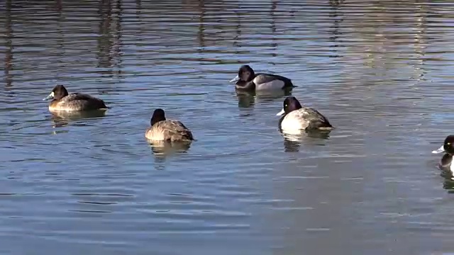湖上的蓝知更鸟视频素材