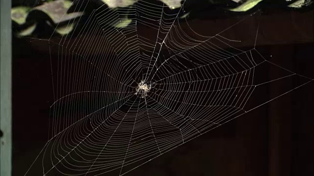 从蜘蛛网里的大蜘蛛往下倾斜到房子阳台上正在绣花的女孩。视频下载