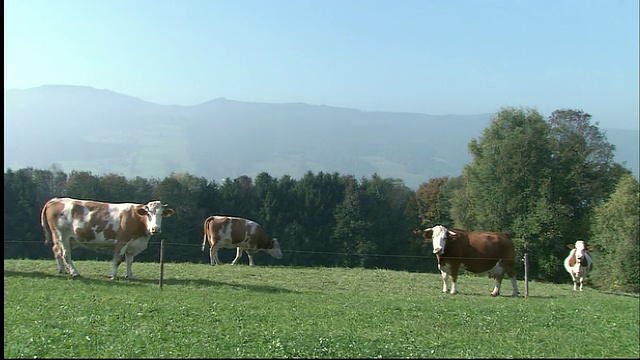 四头牛在地里，后面是树和山视频素材