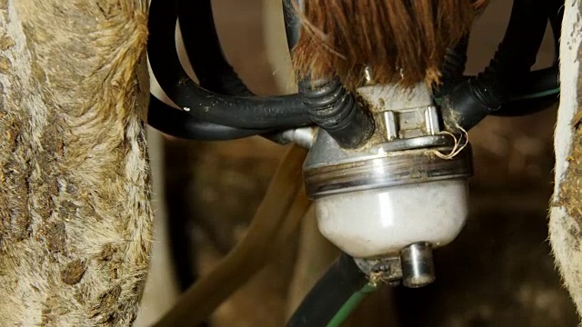 农场挤奶机里的奶牛:农夫、奶酪、牛奶视频素材