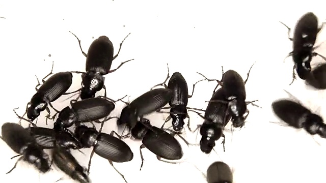 黑虫被隔离在白虫上视频下载