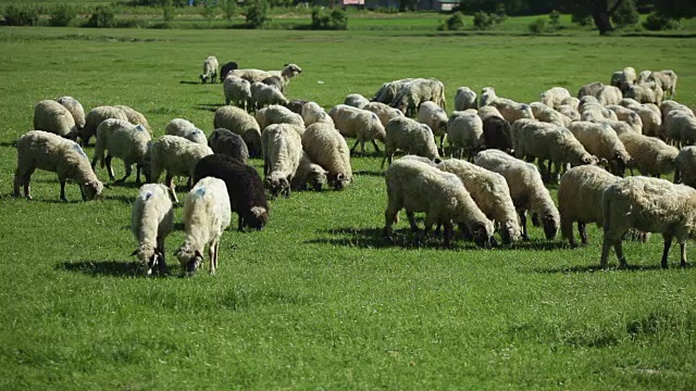在牧场吃草的一群羊视频素材