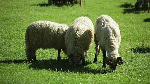 在牧场吃草的一群羊视频素材