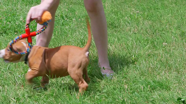 孩子与美国斯塔福德郡小猎犬小狗在草地上玩耍视频素材