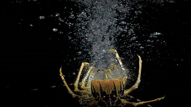 小龙虾掉进水里的慢镜头视频下载