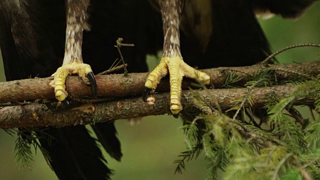 近距离微距照片的鸟尖锐的脚，这是坐在松树的树枝在木材。视频下载