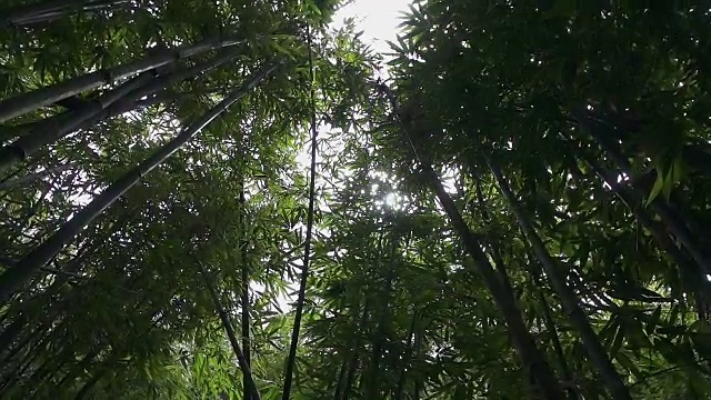 慢镜头:茂密的竹林视频素材