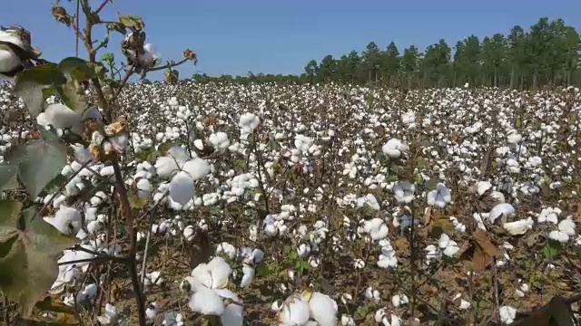 4K近景:农田里满是白色的棉铃视频素材
