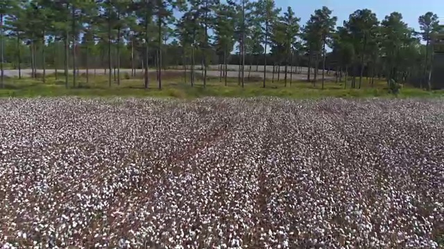 天线:美丽的棉花田，白色的原棉铃视频素材