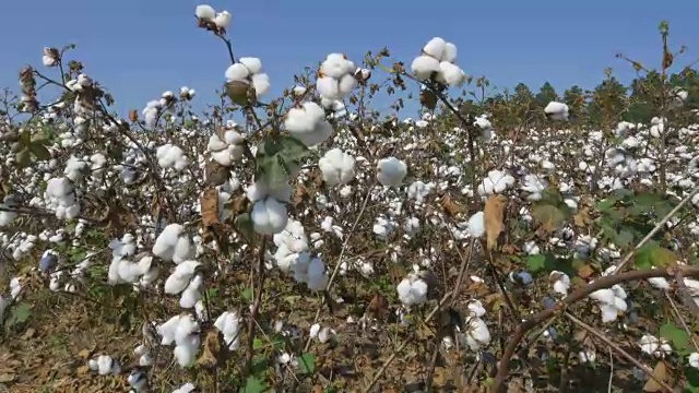 4K近距离:农业棉花田充满白色的原棉花铃视频素材